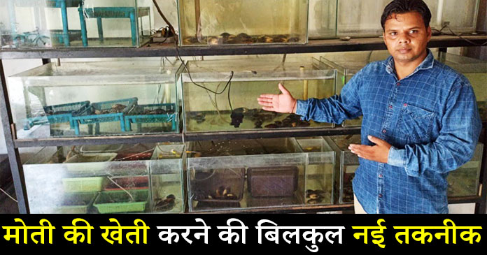 pearl-farming-new-technique