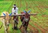 Haryana Agriculture