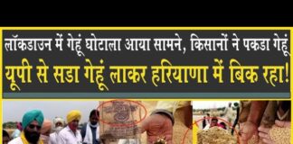 Lockdown में गेहूं घोटाला, यूपी से पुराना गेहूं लाकर हरियाणा में बिक रहा, किसानों ने पकड़ा गेहूं!