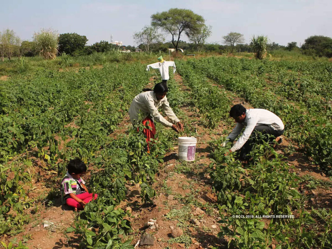 Kharif Crops