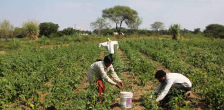 Kharif Crops