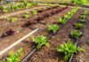 Farmer Technique of Irrigation Bumper Yield