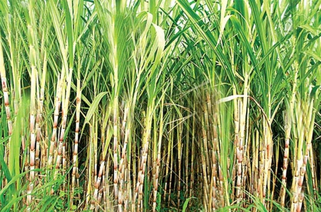 Farmer Sugarcane Supreme Court Notice