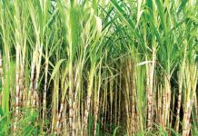 Farmer Sugarcane Supreme Court Notice