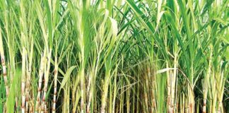 Farmer Sugarcane Supreme Court Notice