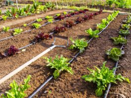 Farmer Technique of Irrigation Bumper Yield