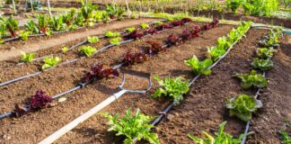 Farmer Technique of Irrigation Bumper Yield