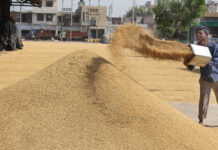 Haryana Government Purchase Paddy