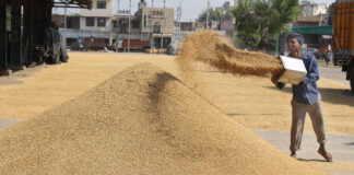 Haryana Government Purchase Paddy