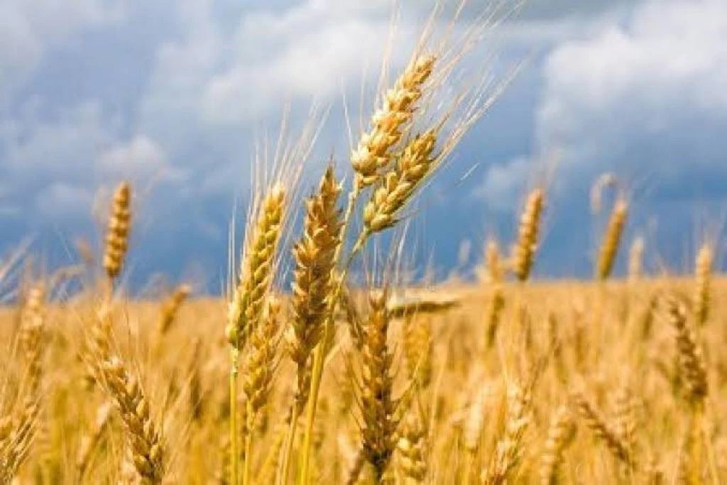 Farmer Rabi Crop Subsidy Farmer Rabi Crop Subsidy