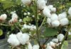 Farmer Cotton Crop Loss