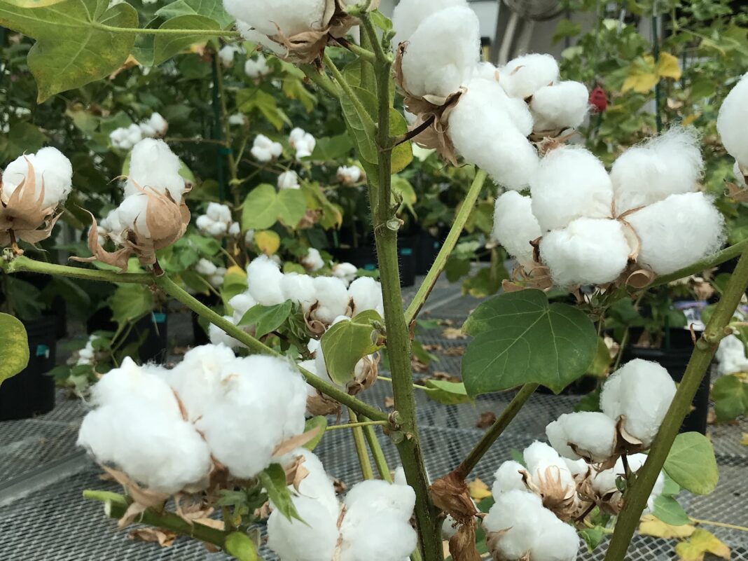 Farmer Cotton Crop Loss