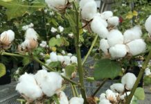 Farmer Cotton Crop Loss