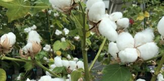 Farmer Cotton Crop Loss