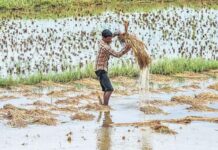 Rajasthan Crop Destroyed, Rains, Insurance Company Information