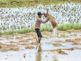 Rajasthan Crop Destroyed, Rains, Insurance Company Information