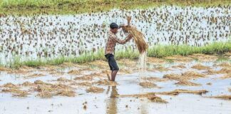 Rajasthan Crop Destroyed, Rains, Insurance Company Information