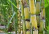 Central Government Sugarcane Price Increased