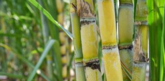 Central Government Sugarcane Price Increased