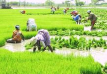 Alert for farmers, get registered for selling Kharif crops