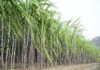 Farmer Sugarcane Price Demand