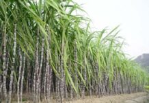 Farmer Sugarcane Price Demand