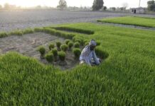 Rajasthan Farming Earth of Dialect