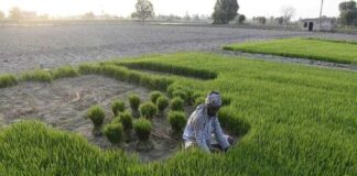 Rajasthan Farming Earth of Dialect