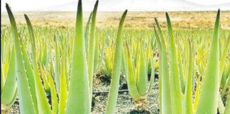 Aloevera Earn Money