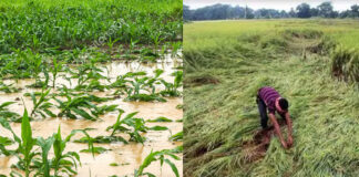 Rain Farmer Crop Damage