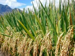 Rice Crop