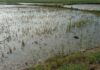 Rain Damage Paddy Crop