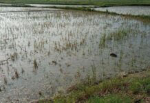 Rain Damage Paddy Crop