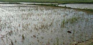 Rain Damage Paddy Crop