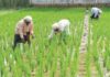 Paddy Crop