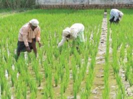 Paddy Crop