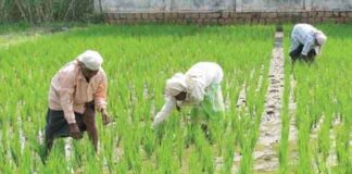 Paddy Crop