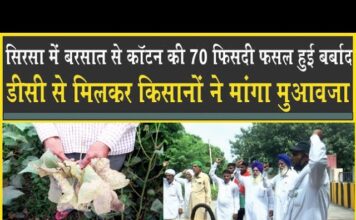 बारिश से कॉटन की फसल 70 फीसदी ख़राब, किसानों ने मांगा मुआवजा, डीसी से मिले किसान