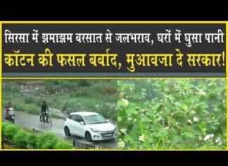 सिरसा में जबरदस्त बरसात, कॉटन की फसल बर्बाद, घरों में घुसा पानी!