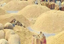 Paddy Procurement