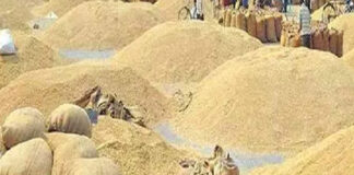 Paddy Procurement