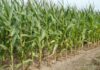 Corn Farming