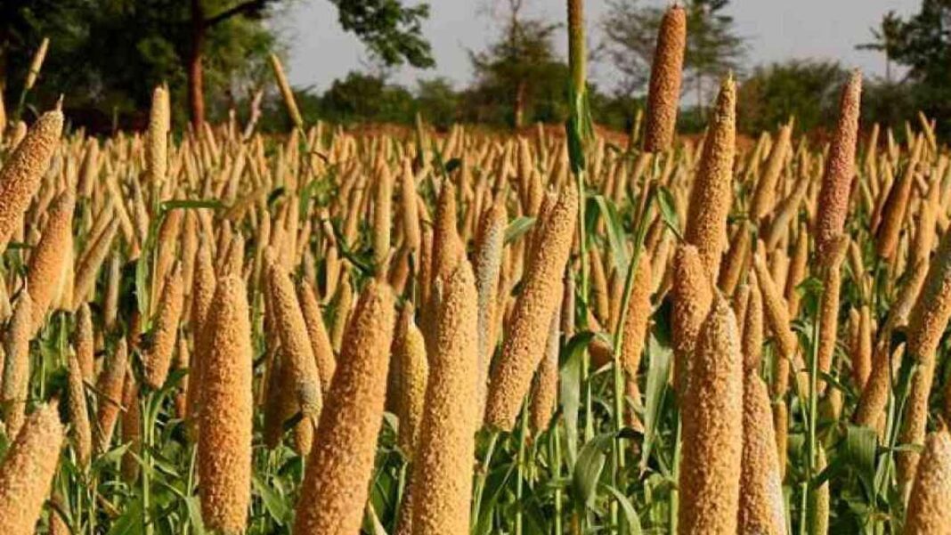 Millet