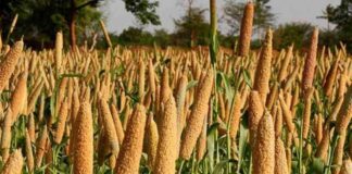 Millet