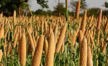 हरियाणा में किसानों को नहीं मिल रहा बाजरा का एमएसपी, आधे दाम पर बेचने को मजबूर किसान। Millet