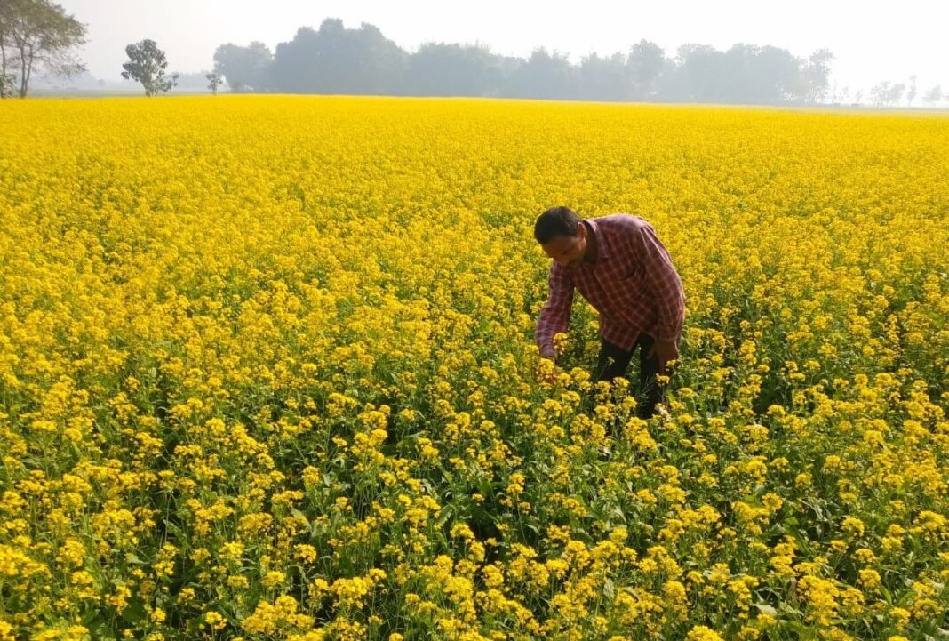 Mustered Earning Farmer