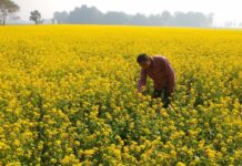 Mustered Earning Farmer