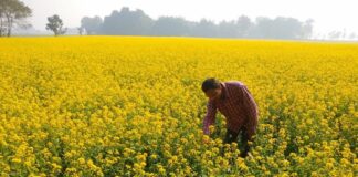 Mustered Earning Farmer