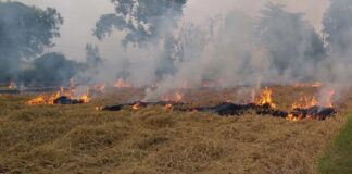 Stubble Burning