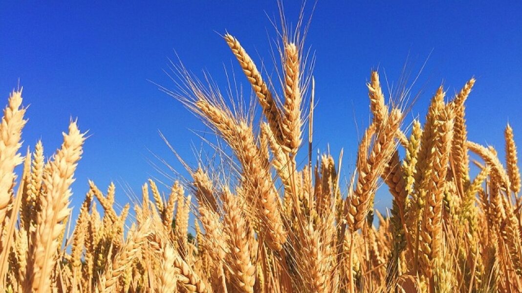 Wheat Variety